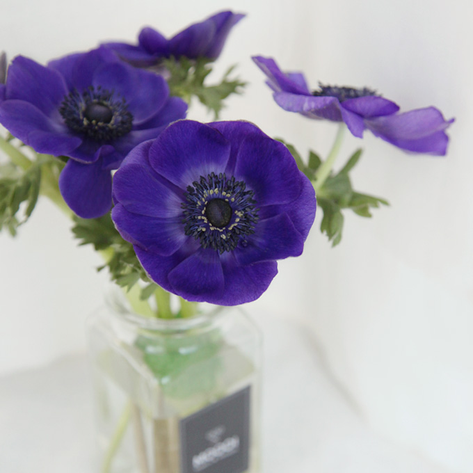 아네모네 꽃다발