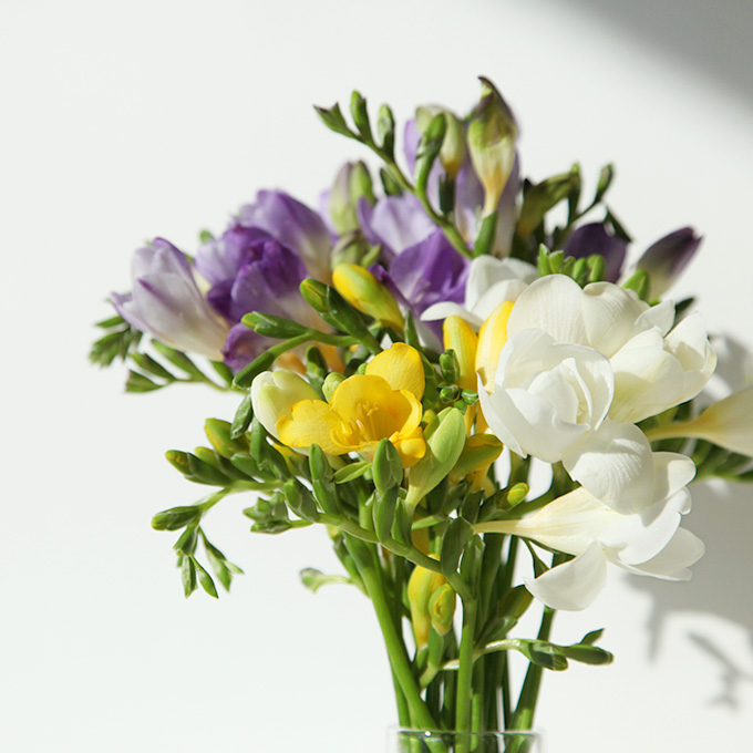 프리지아 미니 블룸